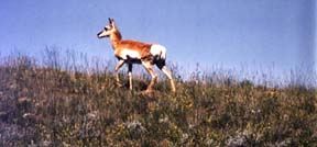 img_14d9c000.jpeg (9695 bytes)