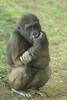 Clipart Photo of a Baby Gorilla